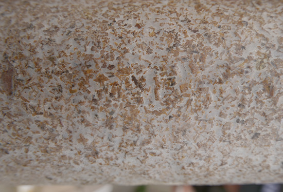 毛慈菇伴生菌小鬼伞菌包