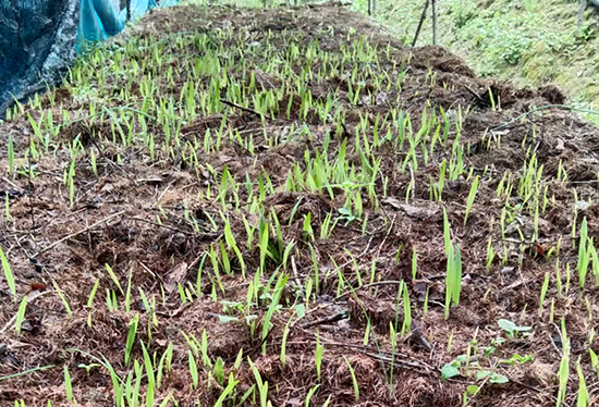 白山毛慈菇种植基地简介