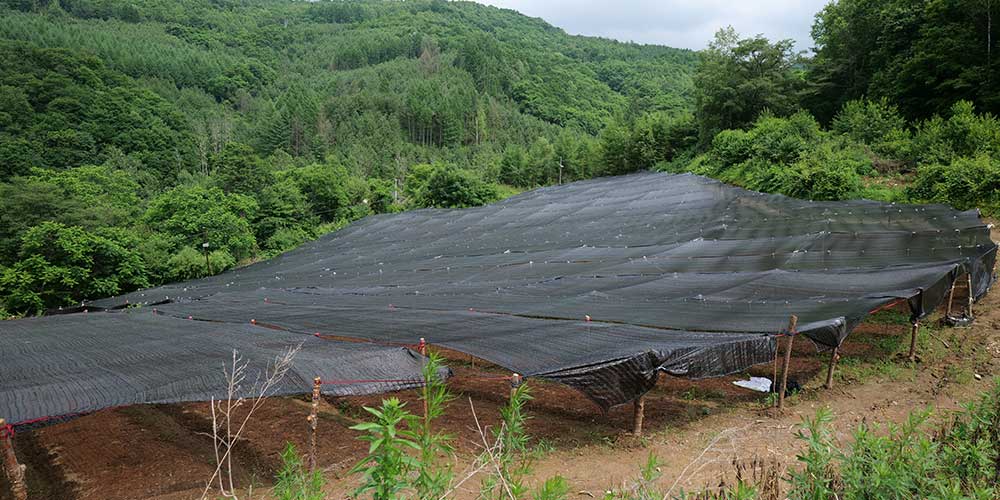 吉林白山临江梨树沟慈菇生态种植基地