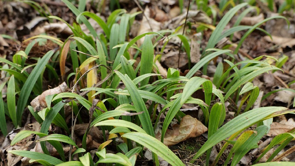 东北山芋头（毛慈菇）种植全攻略：从种子变成“小金蛋”的丰收秘诀