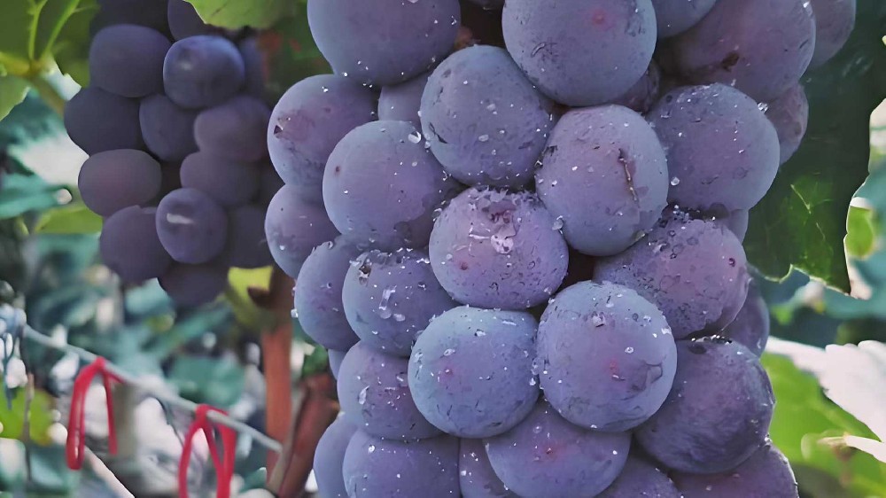 一颗葡萄甜了30年！临江这个望江村的无核爆汁葡萄，吃过的都说“绝了”！