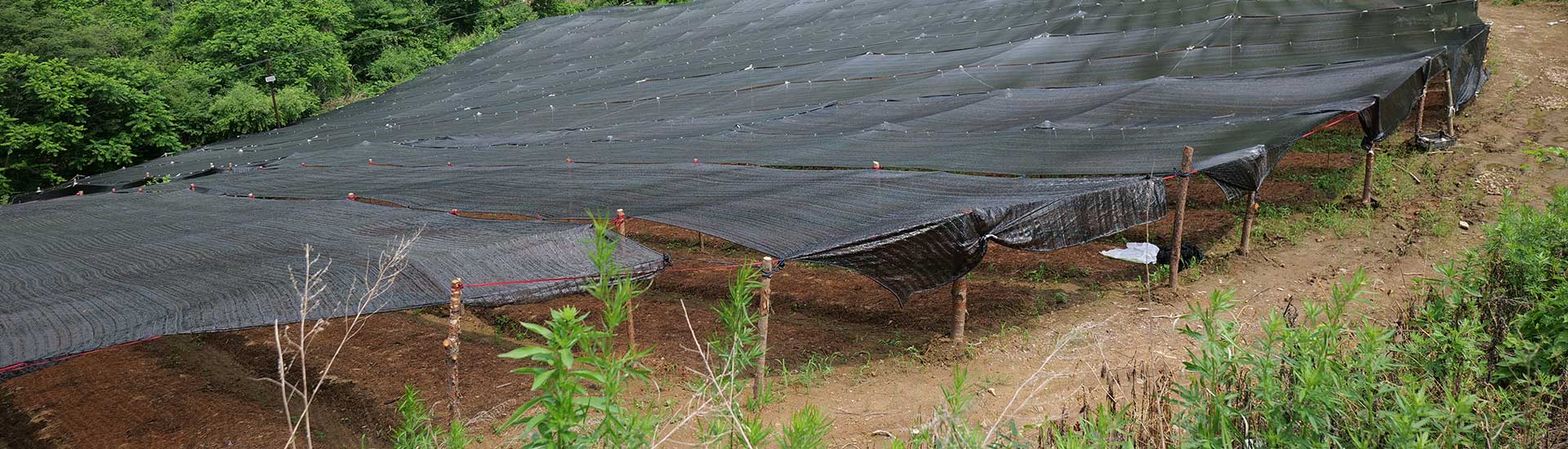 山慈菇毛慈菇伴生菌种植
