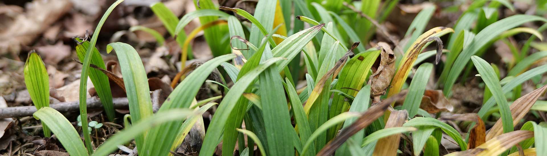 毛慈菇伴生菌（山慈菇、山芋头菌）菌包