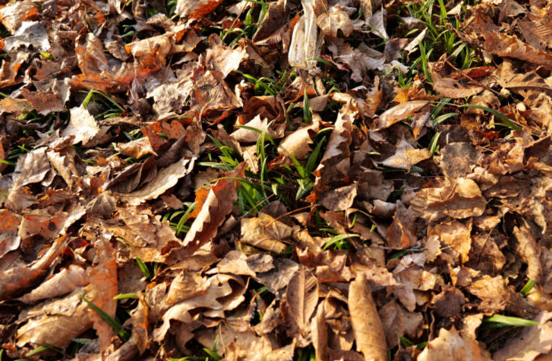 室外仿野生种植毛慈菇山芋头冬季过冬指南