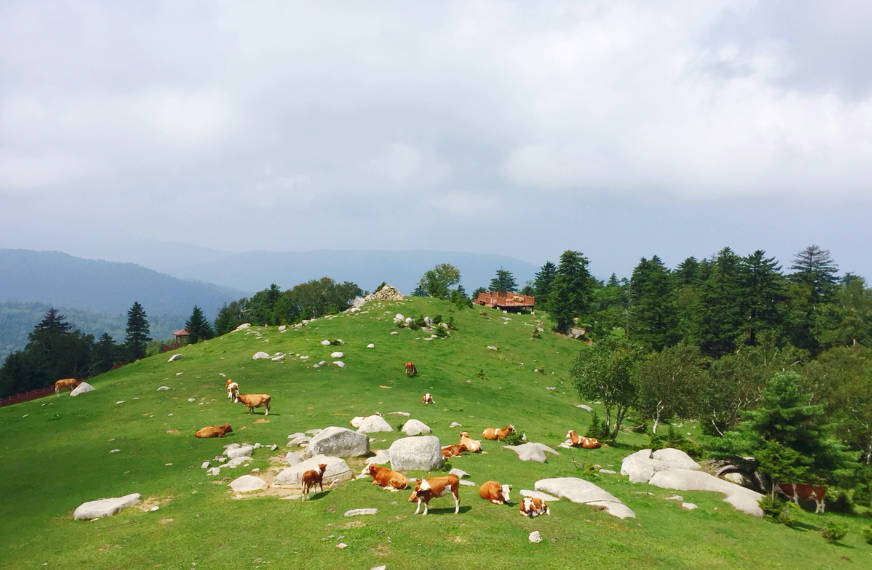 临江老秃顶子风景区的盛夏记忆