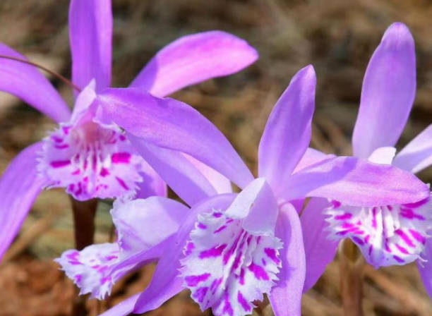 山慈菇品种的本草考证（中华中医药杂志(原中国医药学报)）