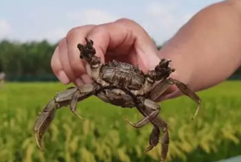 查干湖镇稻蟹共生新农业